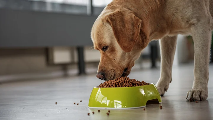 Dog Nutrition 