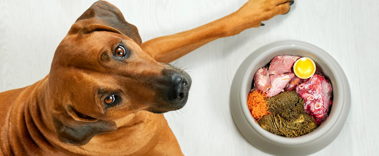 Dog Nutrition
