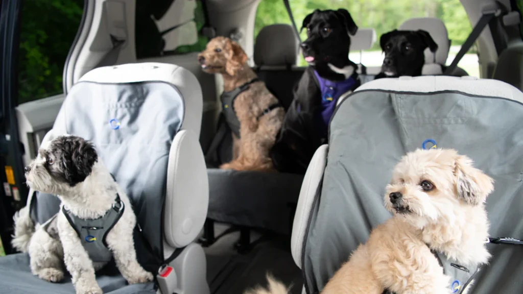 Pet travel safety gear